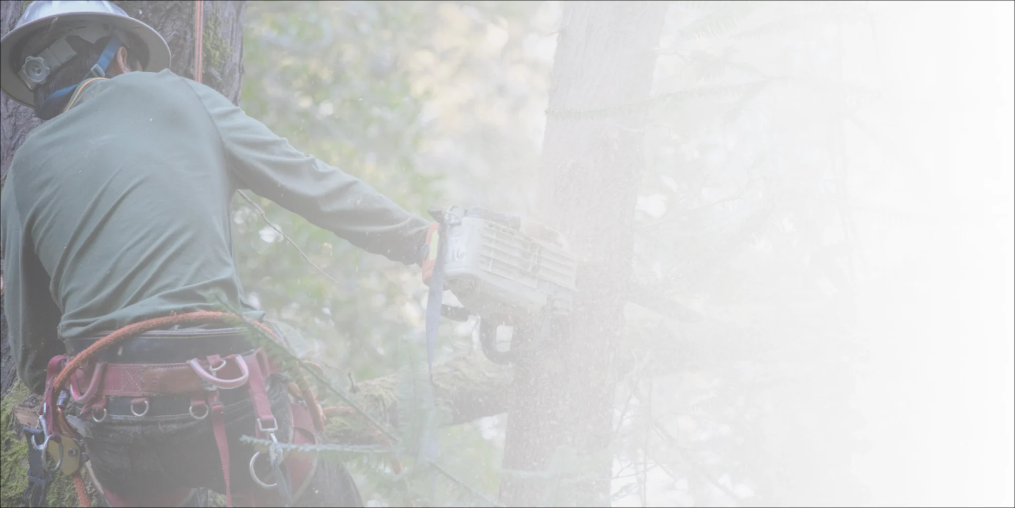 contractor trimming tree