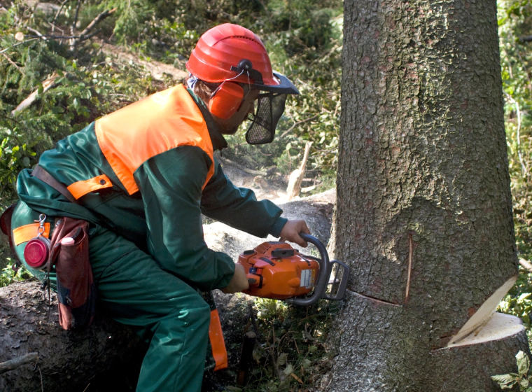 tree removal