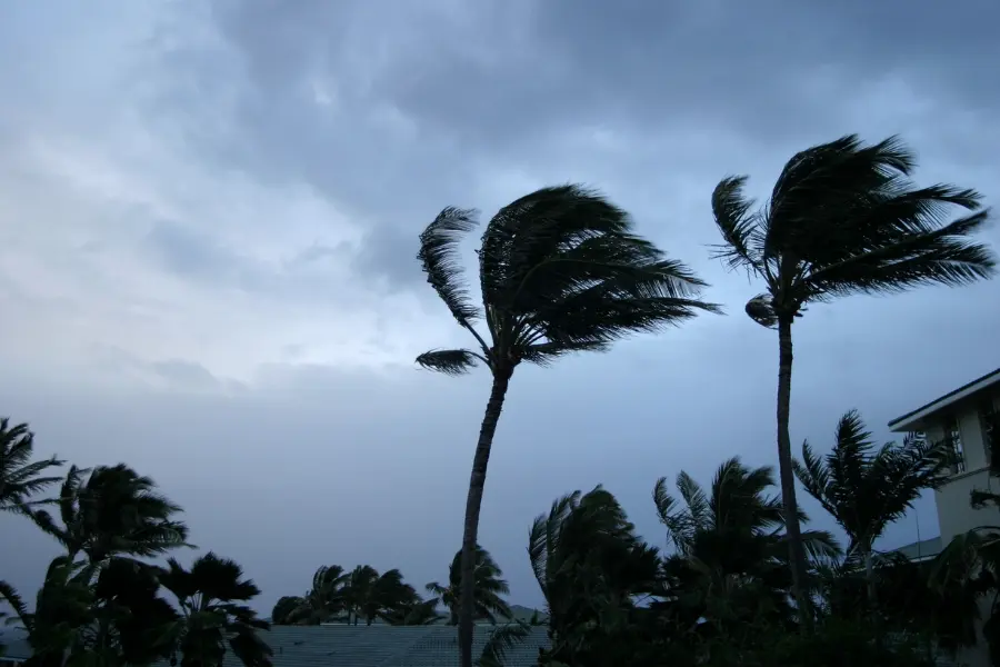 trees in a hurricane