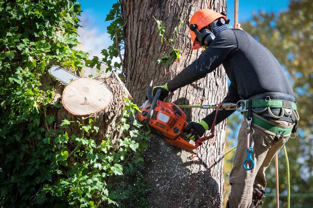 tree removal 1024x683