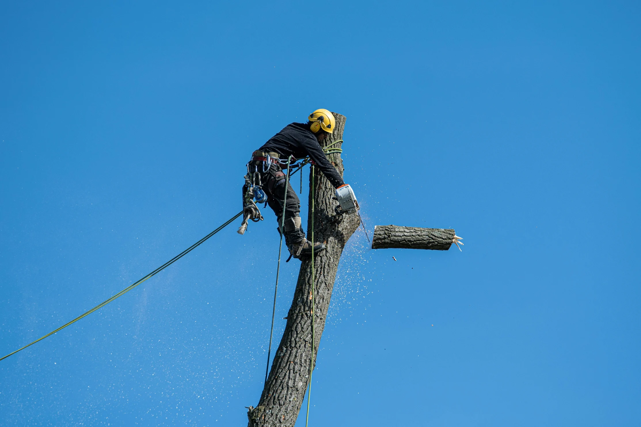How to Remove a Tree Step by Step Tree Removal Process