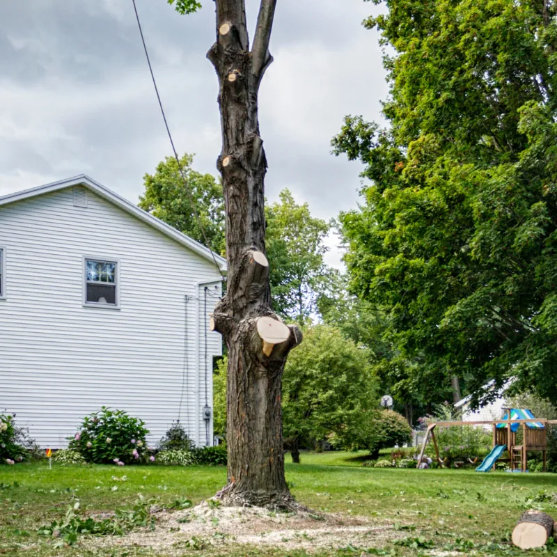 Tree Trimming & Pruning 1
